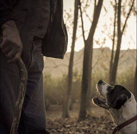 dogs are truffles seeker