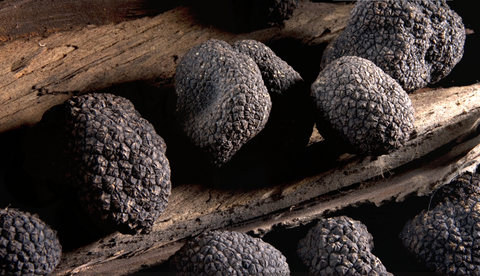 Strong pungent aroma are the feature of Spanish Black truffle