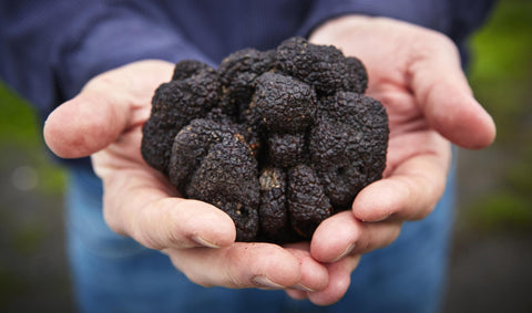Truffles contain different elements 