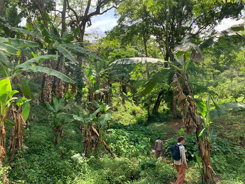 coffee forest