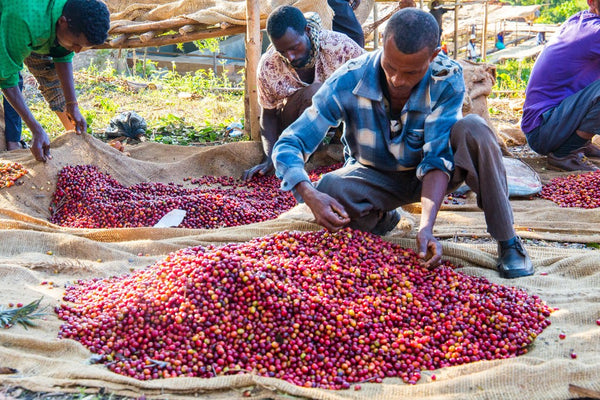Coffee Farmer Harvest