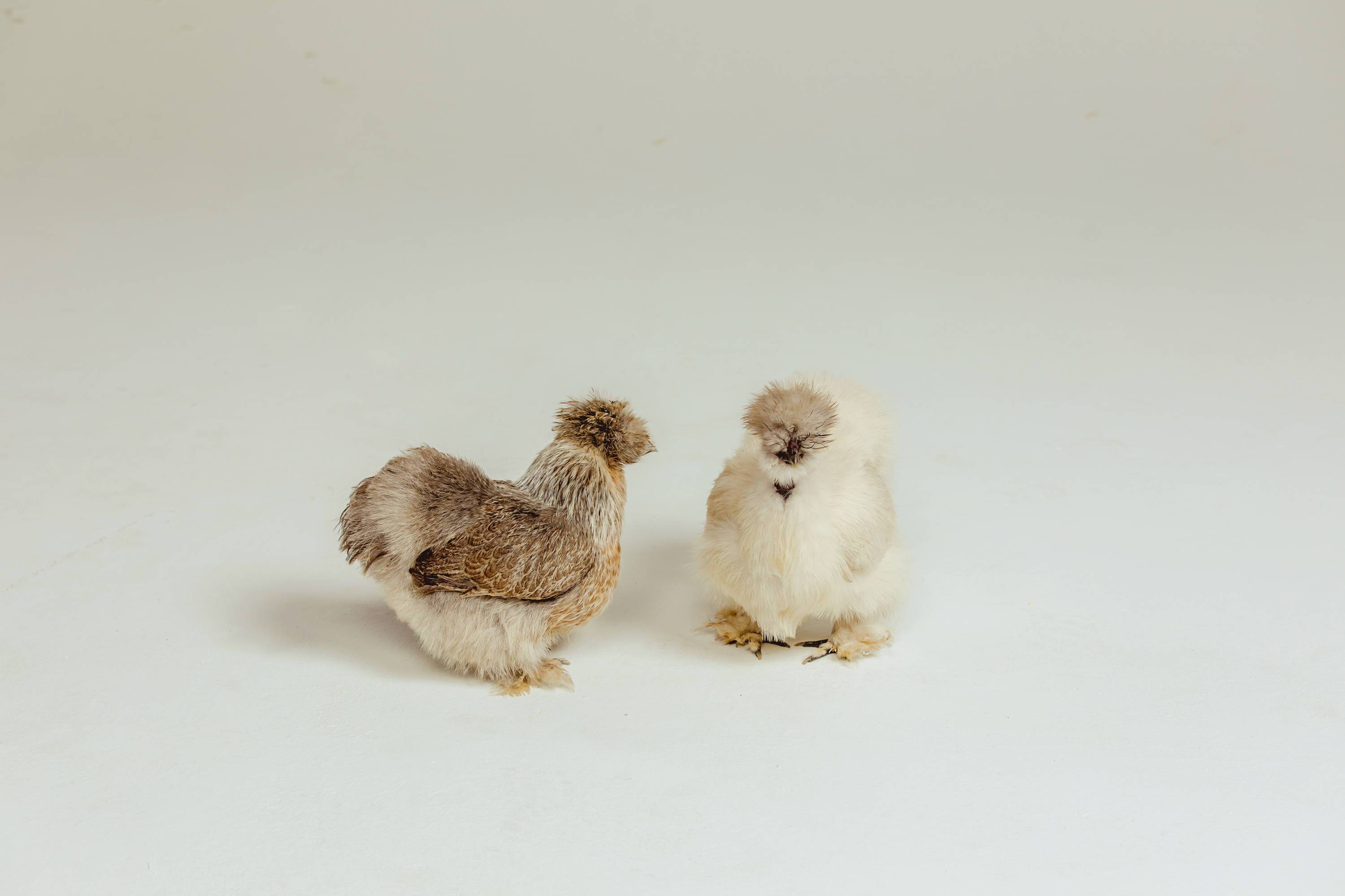 silkie chicken toy