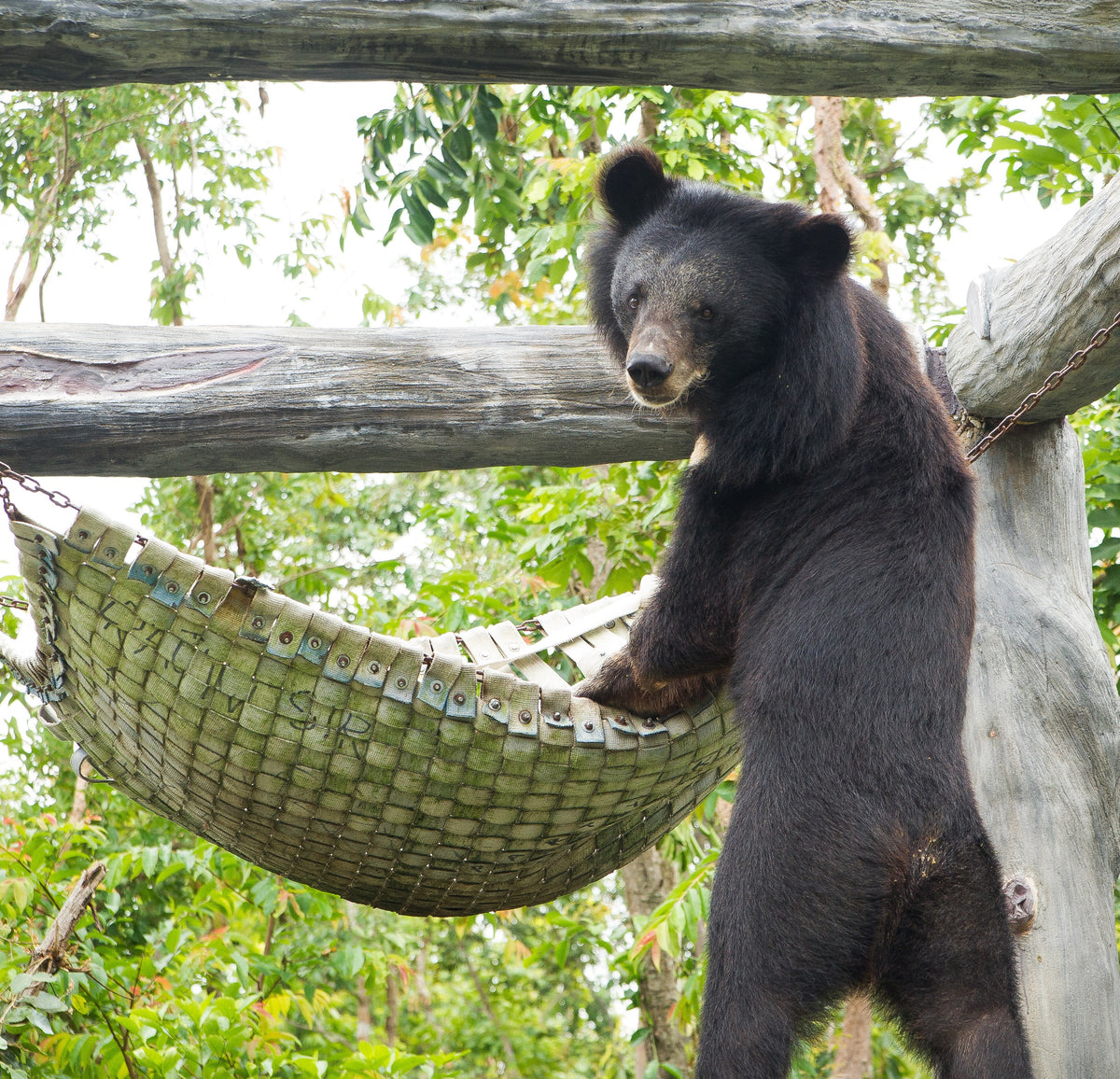 Bear Hammock Free the Bears