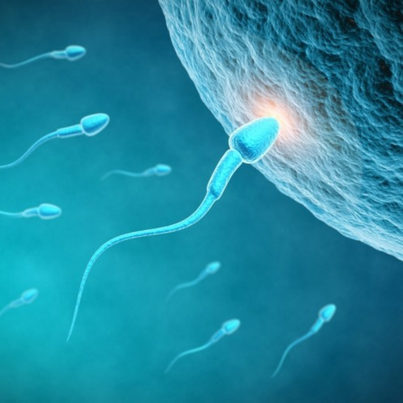 How Can Poor Sperm Quality Be Improved Skin Elements