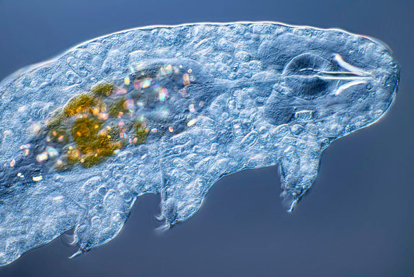 tardigrade under the microscope