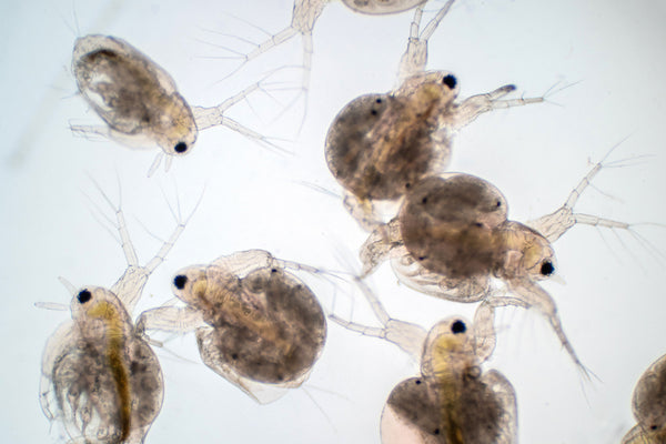 water flea in pond water