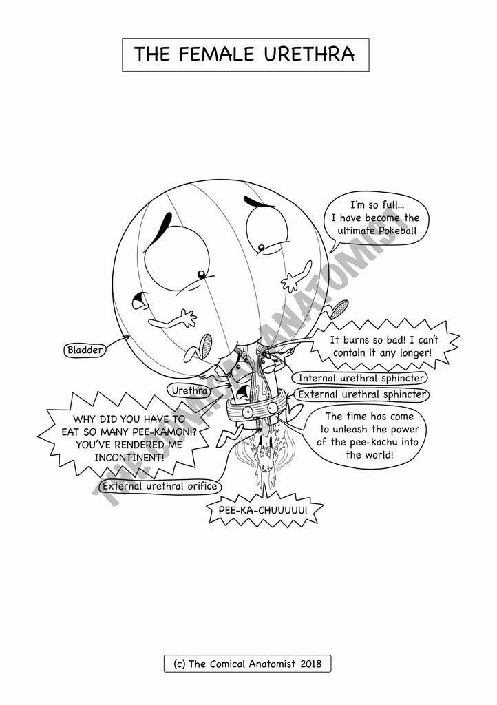 Download Urinary System Coloring Book | The Comical Anatomist Shop