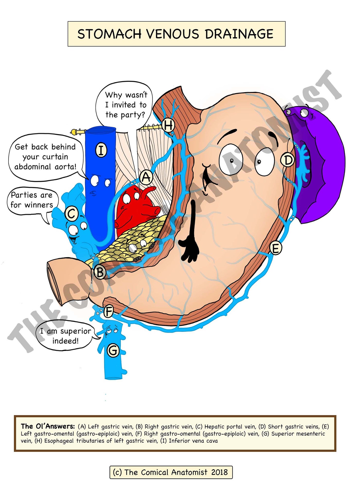 Digestive System Printable Flashcards The Comical Anatomist Shop