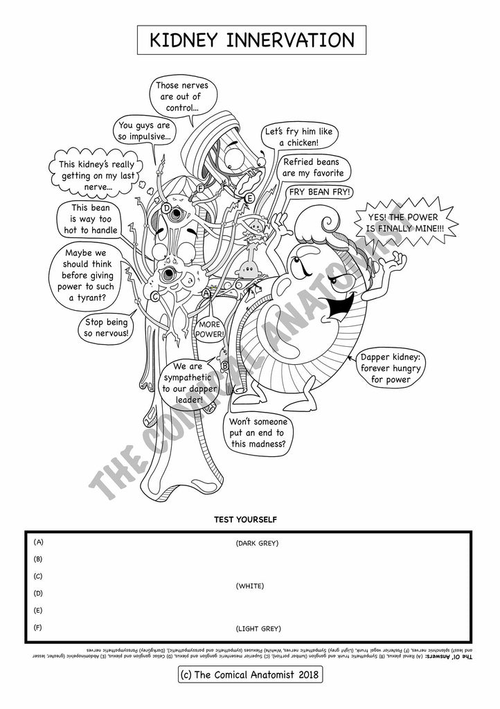 Download Urinary System Coloring Book | The Comical Anatomist Shop