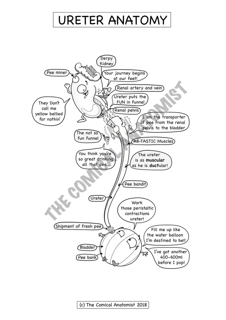 Urinary System Coloring Book | The Comical Anatomist Shop