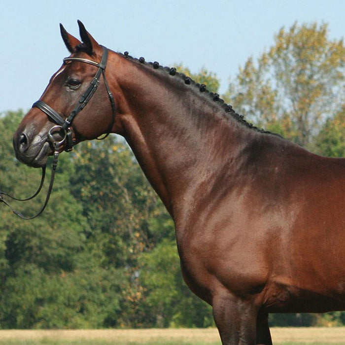 hanoverian horse jumping