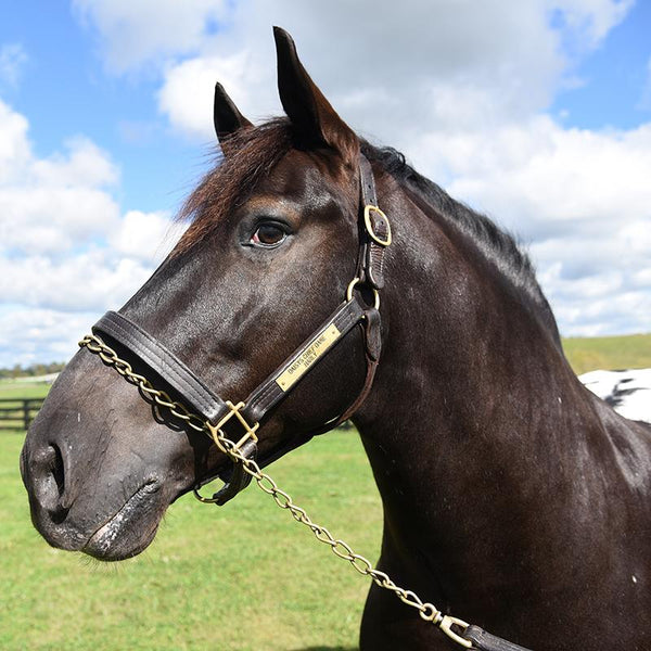 breyer horse harley