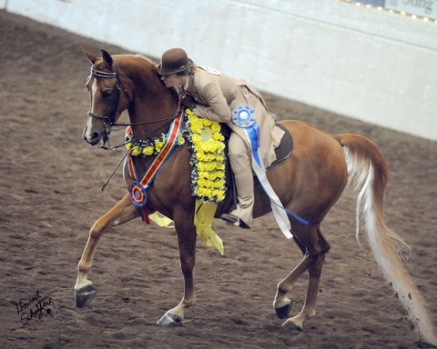 National Show Horse