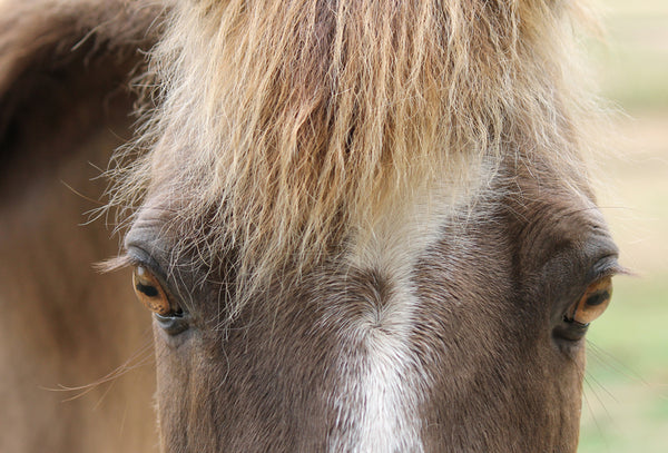 Pupils