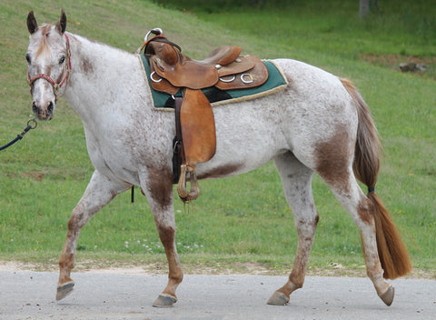 Varnish Roan