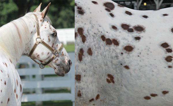 Spotting the Difference: There is more to Appaloosa horses than their coats