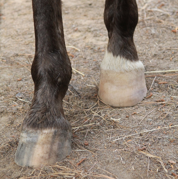 Hoof Color