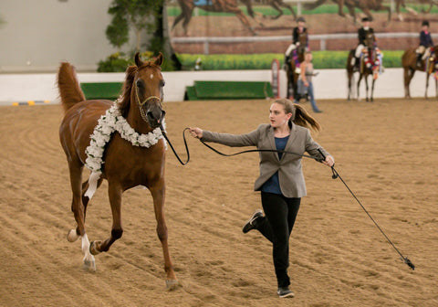 Arabian in an arena with handler