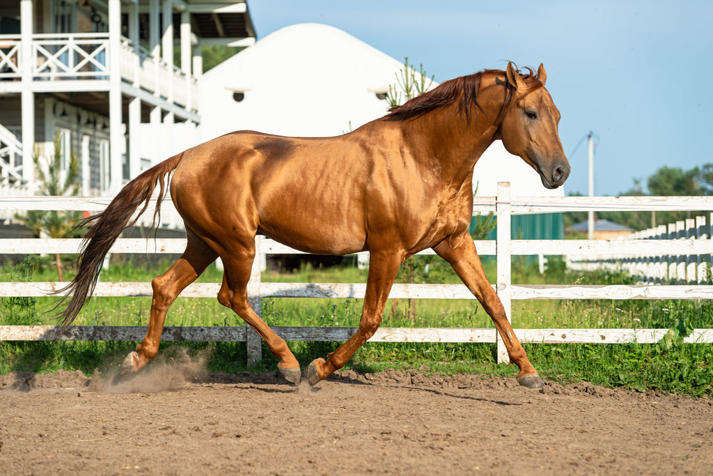 Things You Did Not Know About the Appaloosa - Welcome to Horse Properties  Blog