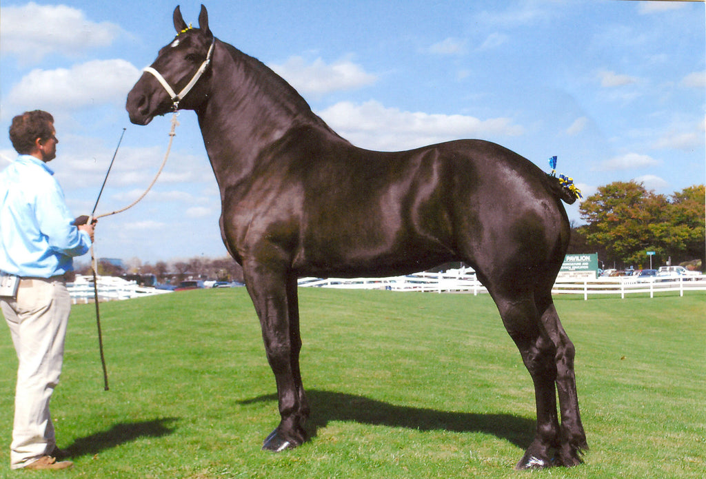 Percheron