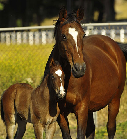 Holsteiner Horse and Foal