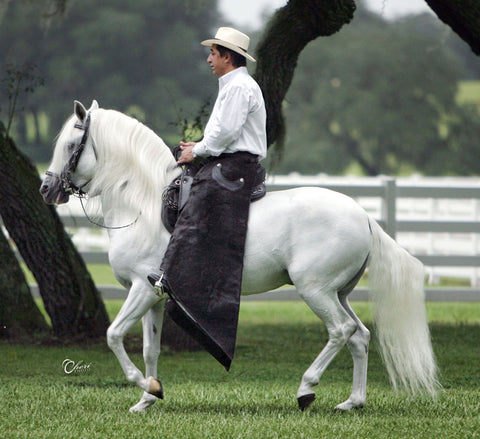 All About the Paso Fino - Horse Illustrated