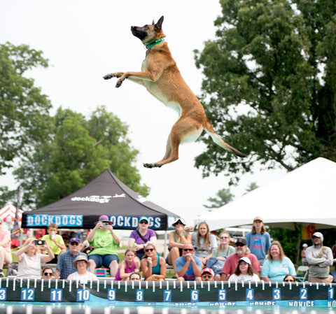 Dog Jumping over water