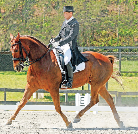 American Quarter Horse Dressage