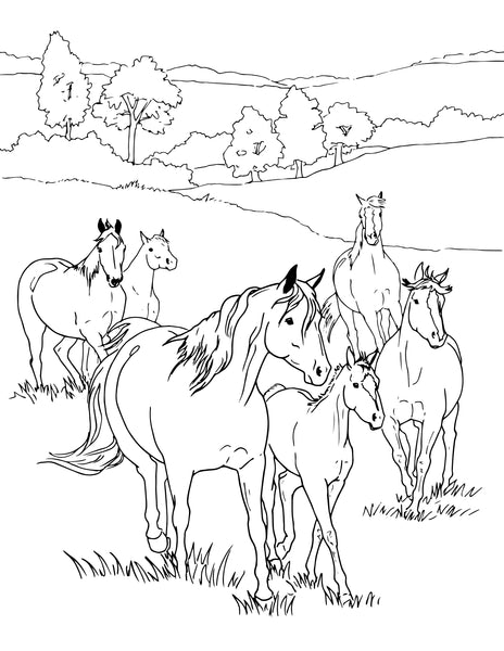 Herd in the Meadow Coloring Page - BreyerHorses.com