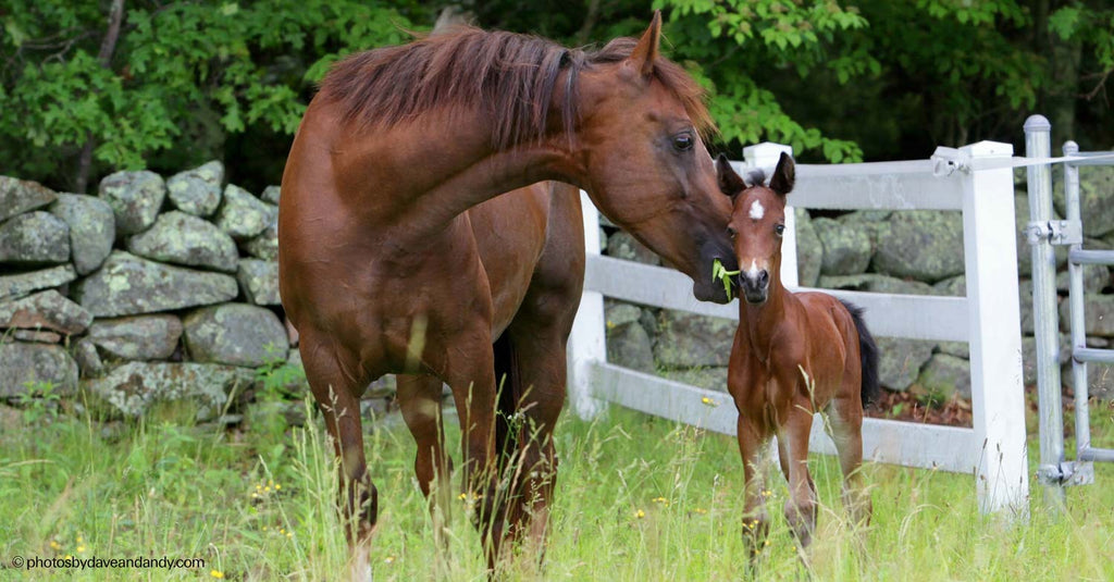 Morgan Horse and Foal