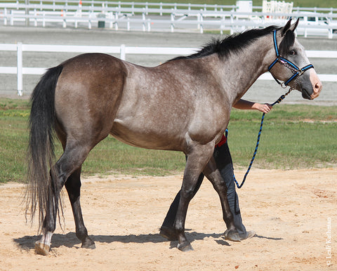 Intro to Leg Markings 