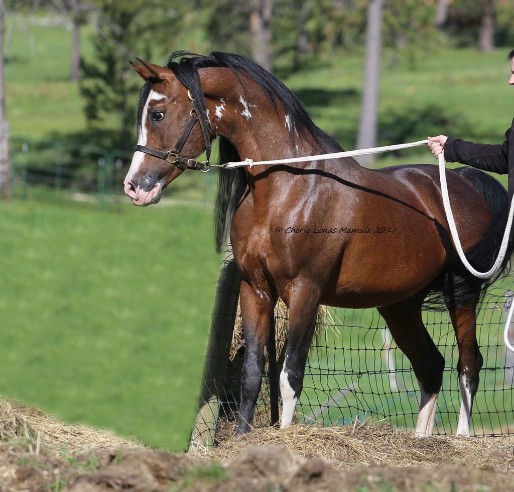 BreyerFest Feature: Chase N It Farm!