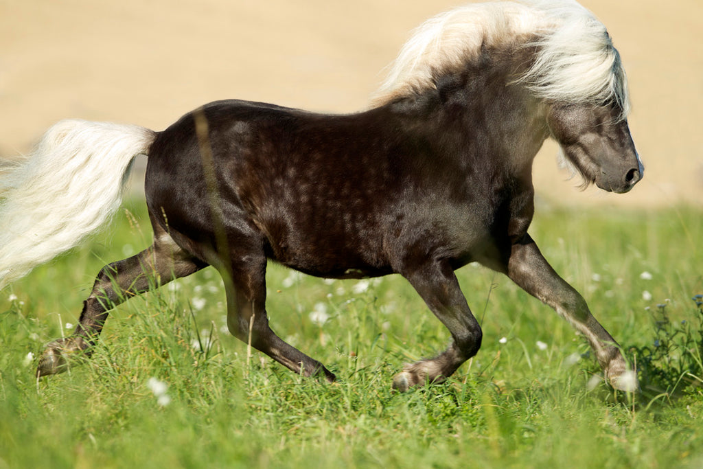 Real Horse Colors and Equine Color Genetics - BreyerHorses.com