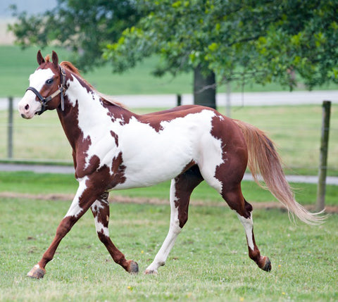 American Paint Horse Trotting