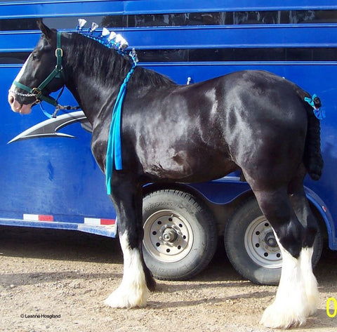 black belgian horse