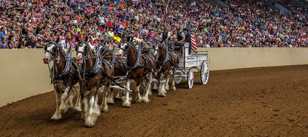 Clydesdale Hitch