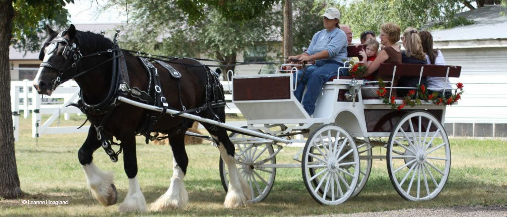 Shire pulling cart