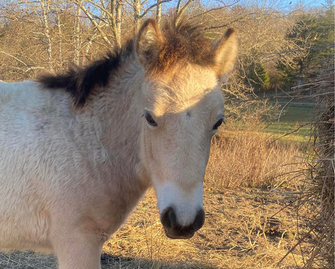 Gotland Pony Head Image