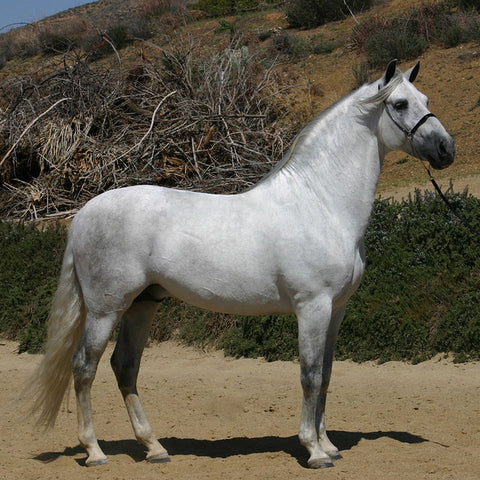 Andalusian Stallion