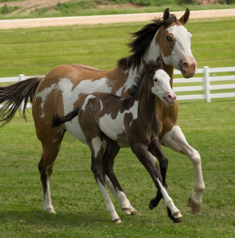 American Paint Horse and Foal