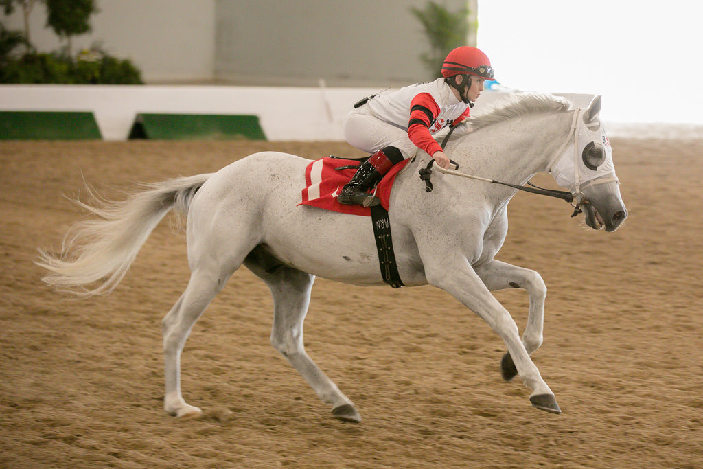 Old Ironsides, OTTB