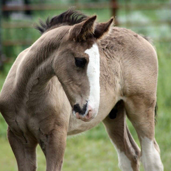 Shire Foal