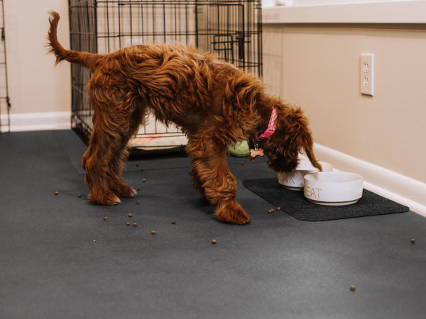 Maple (perfect dog) eating food off G-Floor vinyl flooring