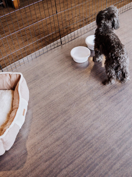 Dog on clear vinyl pet flooring