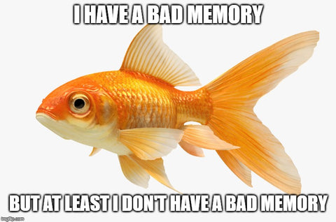 gold fish short term memory problems