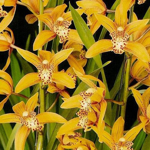 Cymbidium Chen’s Ruby