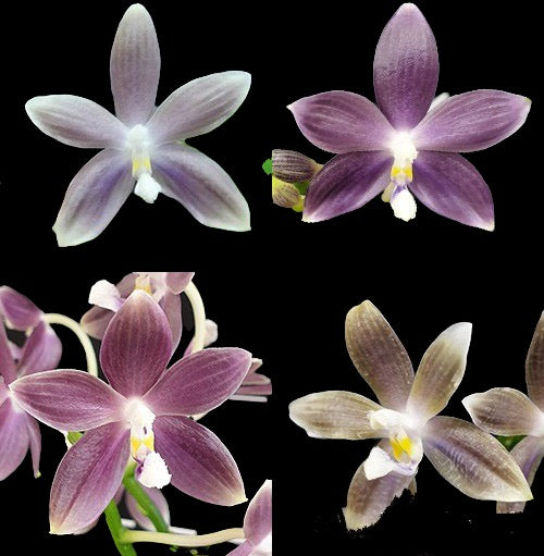 Phalaenopsis speciosa 'Mauve' x sib FRAGRANT – Orchid Classics