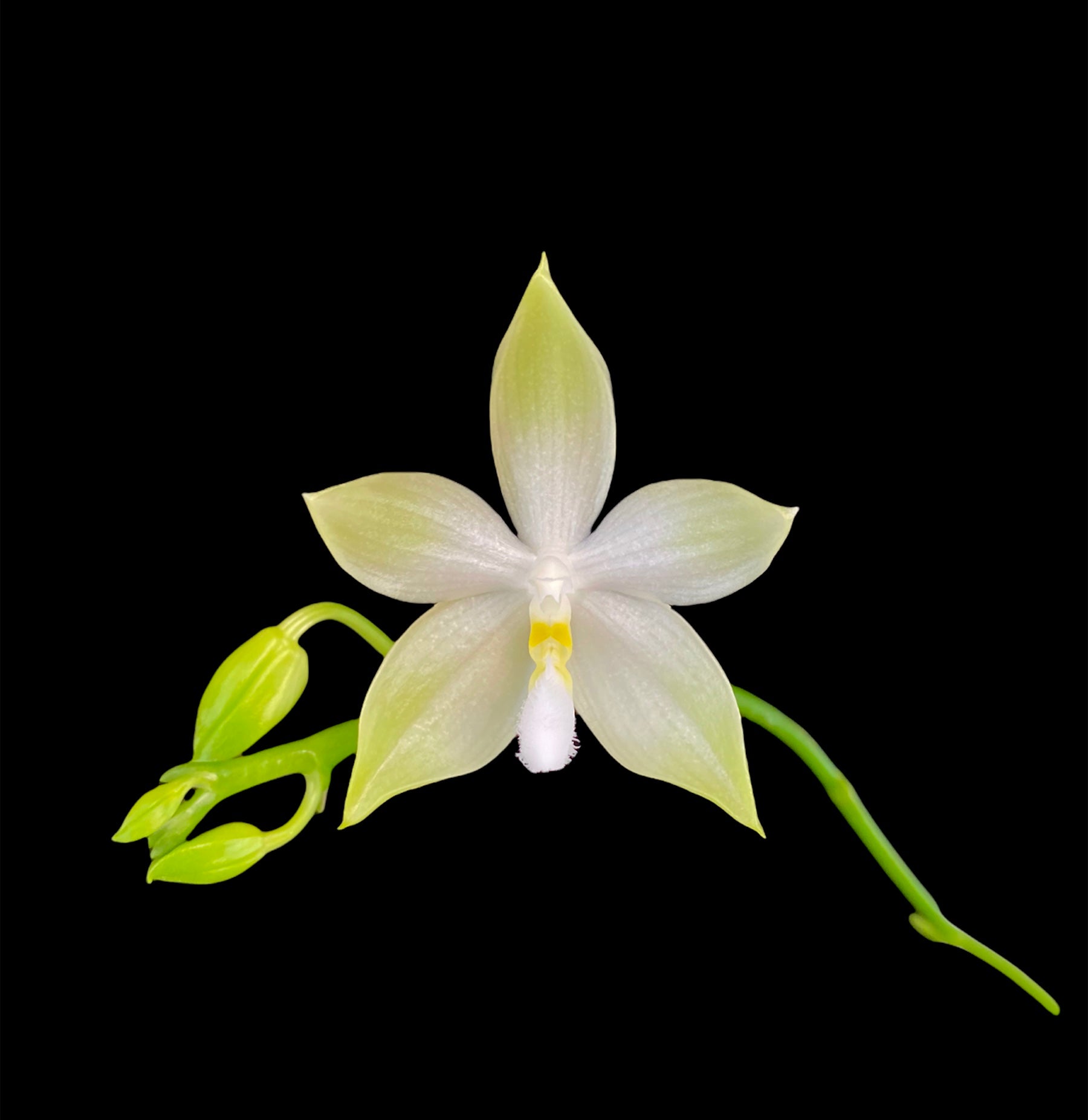 Phalaenopsis tetraspis ‘Green’  x sib   (fragrant)IN FLOWER/SPIKE
