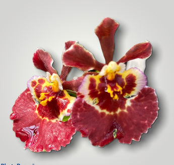 Multi-Colored Flowers – Page 9 – Orchid Classics