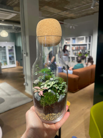 Corky Carafe by Muuto as a terrarium by London Terrariums